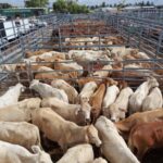 cattle_340036_05