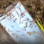 FireAnts_401990_01