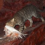 FeralCat_451003_01-1