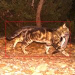 FeralCat_451003_02