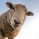Sheep1_414433_01