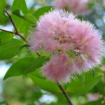 lilly_443508_01