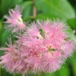 lilly_443508_02