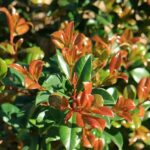 lilly_443508_05