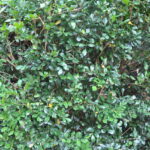 lilly_443515_01