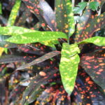 crotons_443449_02