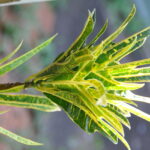 crotons_443449_03