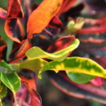 crotons_443449_04