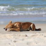 dingo_449031_01