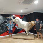 buck_464050_01
