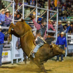 rodeo_501390_01