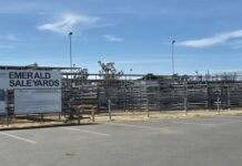 Solid gains for cows, bullocks at Emerald