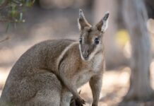 Nature refuge sold to bush heritage