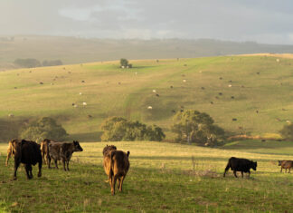 Beef over ‘vague’ new laws