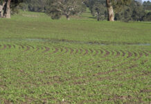 Capturing carbon – nice in theory, but in reality…