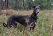 New home where the heart is for ‘Snoop Dogg’