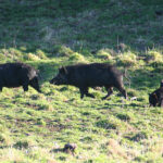 FeralPigs_403061_01
