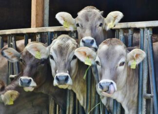 Increased numbers this week