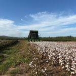Cotton26_534023_02