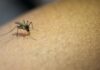 Deadly mosquito virus in CH